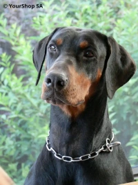 Doberman King