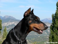 Doberman Pacha